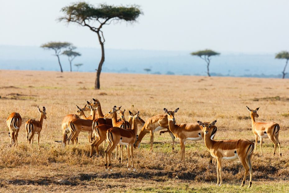 Kenia y Tanzania