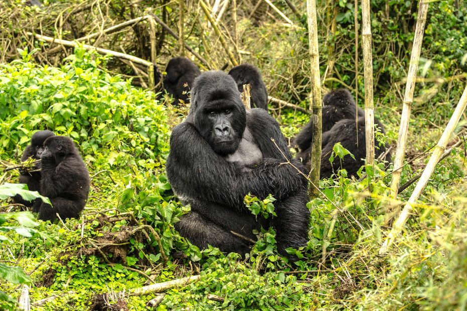 gorilas en uganda