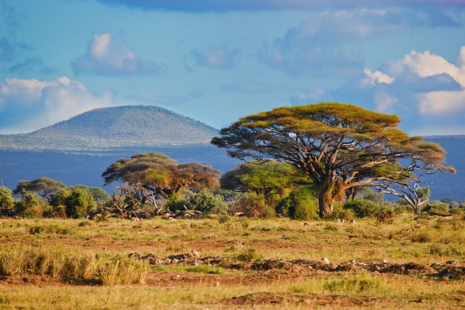 elegir safaris en africa